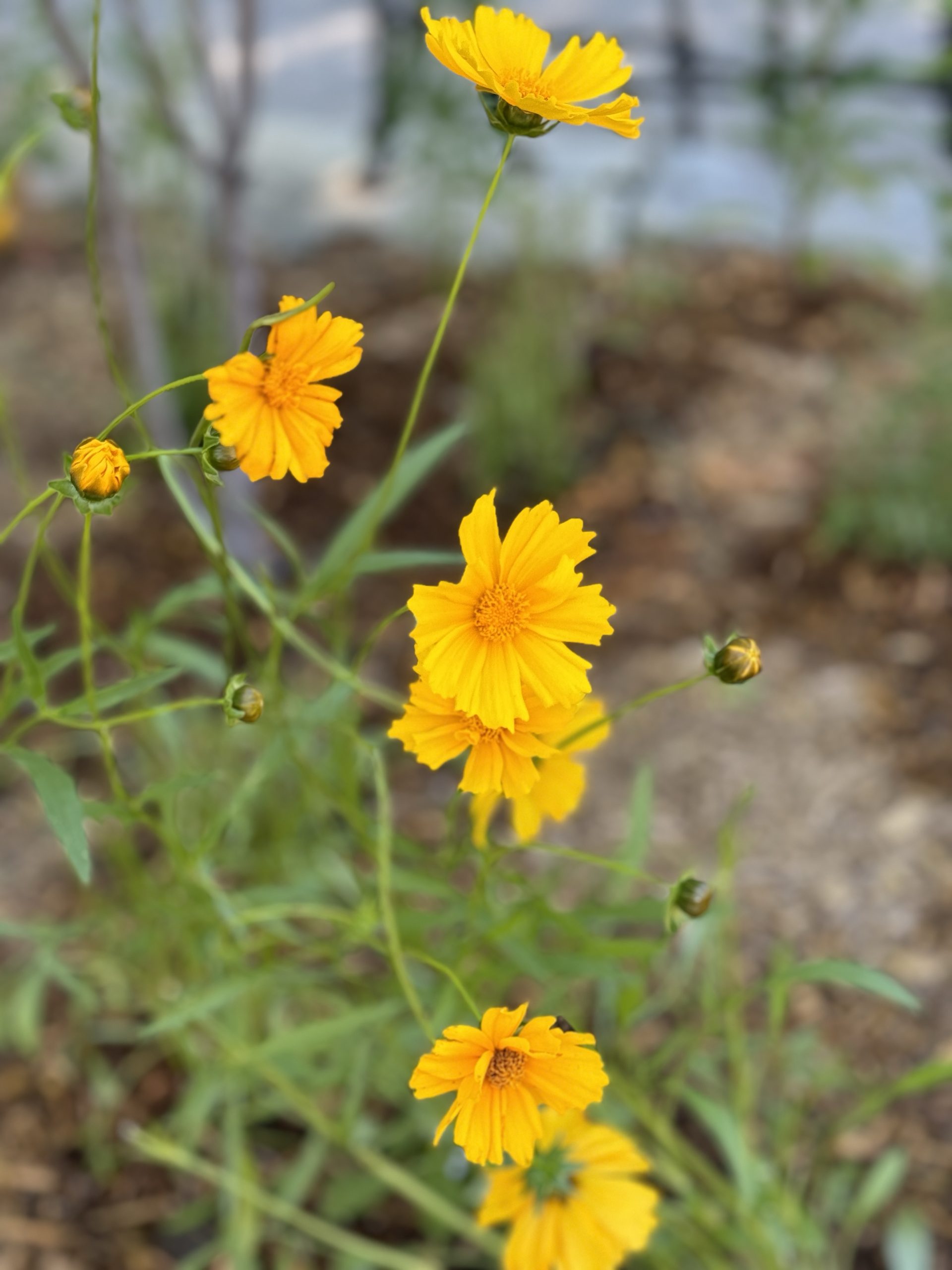 Pollinator Garden Grand Opening